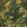 Congo Wallpaper by Clarke & Clarke Antique