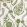 Delfyn Paisley Fabric by Ian Sanderson Parsley