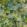 Surimono Wallpaper by Designers Guild Moss