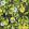 Disco Lemons Wallpaper by Brand McKenzie Slate