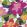 Diva Wallpaper by Scion Peony / Sunset