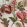 Eglantine Fabric by Ian Sanderson Rose