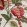 Eglantine Fabric by Ian Sanderson Rose