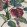Eglantine Fabric by Ian Sanderson Tempest
