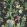 Eldon Wallpaper by GP & J Baker Charcoal/Emerald