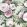 Fabiola Bloom Fabric by Arley House Rose