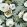 Fabiola Bloom Fabric by Arley House Slate