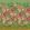Fleur D'Artistes Mural by Designers Guild Terracotta