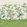 Florence Mural by Harlequin Fig Blossom - Apple - Peony