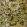 Floresta Fabric by Warwick Citrus