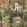 Gardens of Jaipur Wallpaper by MINDTHEGAP Green
