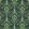 Gershwing Wallpaper by Divine Savages Parakeet