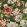 Grande Bronte Fabric by Arley House Forest