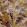 Grande Rutland Fabric by Arley House Cardinal