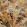 Grande Rutland Fabric by Arley House Coral