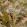 Grande Rutland Fabric by Arley House Moss