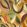 Grande Tulpen Fabric by Arley House Mango