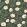 Hampton Roses Wallpaper by Cole & Son Cream Forest