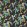 Coppice Fabric by Harlequin Cerise/Marine