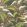 Hoopoe Leaves Wallpaper by Cole & Son Spring Green Chartreuse & Coral on Forest