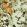 Hirondelles Wallpaper by Jean Paul Gaultier Automne
