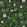 Kasvio Wallpaper by Marimekko Dark Green