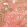Katsura Fabric by Thibaut Coral