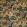 Les Cavaliers Velours Fabric by Manuel Canovas Chamois