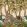 Letaba March Wallpaper by Cole & Son Spring Green & Ginger on Cream