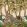 Letaba March Grasscloth Wallpaper by Cole & Son Spring Green & Ginger on Cream