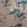 Madama Butterfly Wallpaper by 1838 Wallcoverings Coral