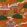 Maghreb Wallpaper by MINDTHEGAP Orange