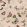 Magic Butterflies Wallpaper by Coordonne Sweet