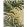 Manila Outdoor Rug by Sanderson Artichoke
