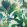 Salengro Wallpaper by Manuel Canovas Vert