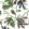 Matisse Leaf Wallpaper by Thibaut Black and Green