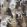 Leopardo Wallpaper by Matthew Williamson Black/Metallic Antique Gold/Taupe