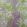 Bird Of Paradise Wallpaper by Matthew Williamson 3