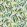 Michelia Wallpaper by Osborne & Little 4