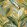 Midi Oasis Fabric by Arley House Lemon
