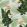 Birds of Paradise Wallpaper by MINDTHEGAP Green