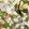 Magnolia Wallpaper by MINDTHEGAP Taupe
