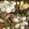 Magnolia Wallpaper by MINDTHEGAP Black,Green