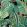 Tropical Foliage Wallpaper by MINDTHEGAP Anthracite