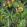 Luscious Flora Wallpaper by MINDTHEGAP 18