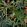 Parrots Of Brasil Wallpaper by MINDTHEGAP 22