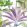 Palmeras Fabric by MINDTHEGAP Purple