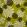 Fleur Wallpaper by MissPrint Lime