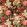 Floral Pompadour Velvet Fabric by Mulberry Home Red / Plum