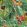 Neovegetable Wallpaper by Coordonne Summer